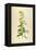 Vintage Botanical 202-Tina Carlson-Framed Stretched Canvas