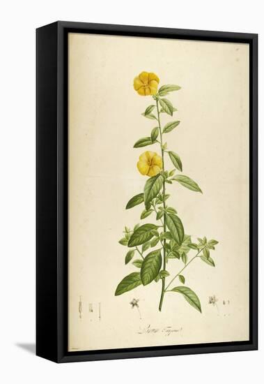 Vintage Botanical 202-Tina Carlson-Framed Stretched Canvas