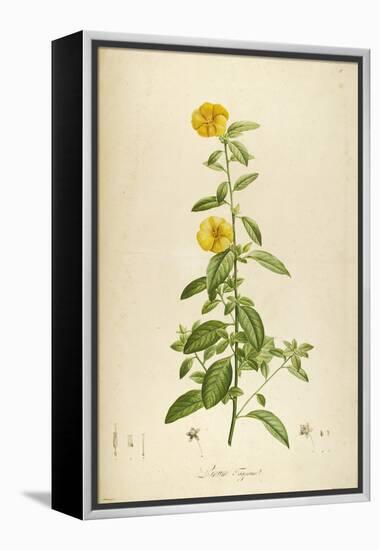 Vintage Botanical 202-Tina Carlson-Framed Stretched Canvas