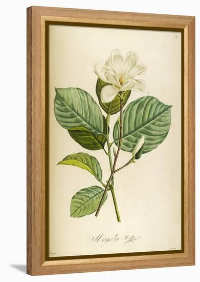 Vintage Botanical 208-Tina Carlson-Framed Stretched Canvas