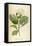 Vintage Botanical 208-Tina Carlson-Framed Stretched Canvas