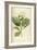 Vintage Botanical 208-Tina Carlson-Framed Art Print