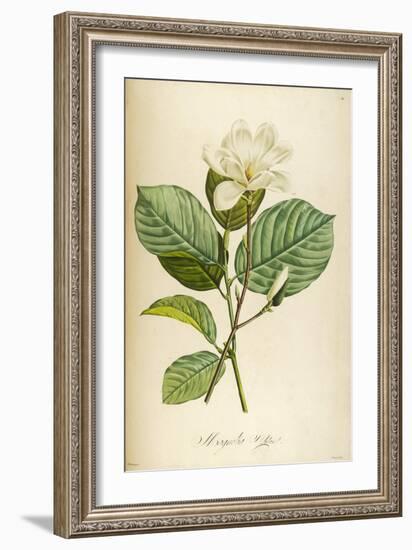 Vintage Botanical 208-Tina Carlson-Framed Art Print