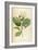 Vintage Botanical 208-Tina Carlson-Framed Art Print