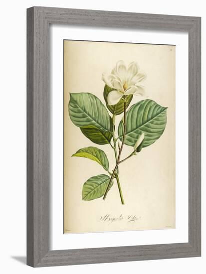 Vintage Botanical 208-Tina Carlson-Framed Art Print