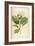 Vintage Botanical 208-Tina Carlson-Framed Art Print