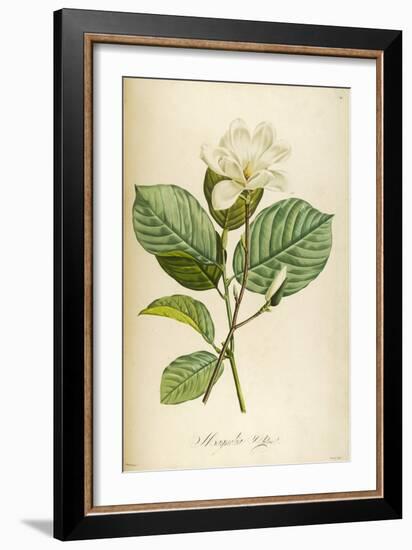 Vintage Botanical 208-Tina Carlson-Framed Art Print