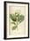 Vintage Botanical 208-Tina Carlson-Framed Art Print