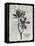 Vintage Botanical 2-Melody Hogan-Framed Stretched Canvas