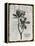 Vintage Botanical 2-Melody Hogan-Framed Stretched Canvas