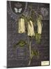 Vintage Botanical - Campanula-Stephanie Monahan-Mounted Giclee Print