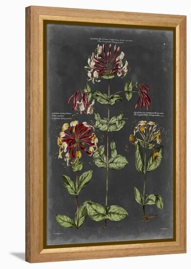 Vintage Botanical Chart I-Vision Studio-Framed Stretched Canvas