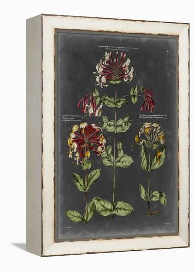 Vintage Botanical Chart I-Vision Studio-Framed Stretched Canvas