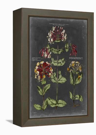 Vintage Botanical Chart I-Vision Studio-Framed Stretched Canvas