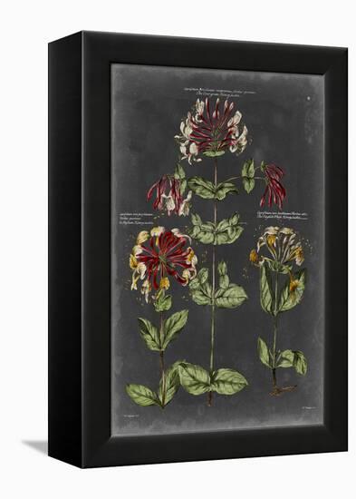 Vintage Botanical Chart I-Vision Studio-Framed Stretched Canvas