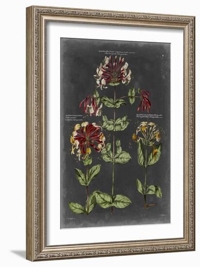 Vintage Botanical Chart I-Vision Studio-Framed Art Print