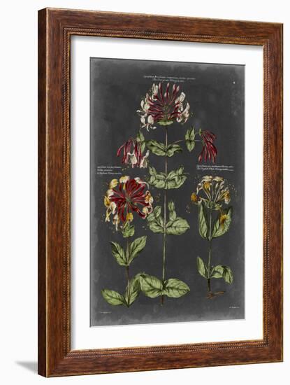 Vintage Botanical Chart I-Vision Studio-Framed Art Print