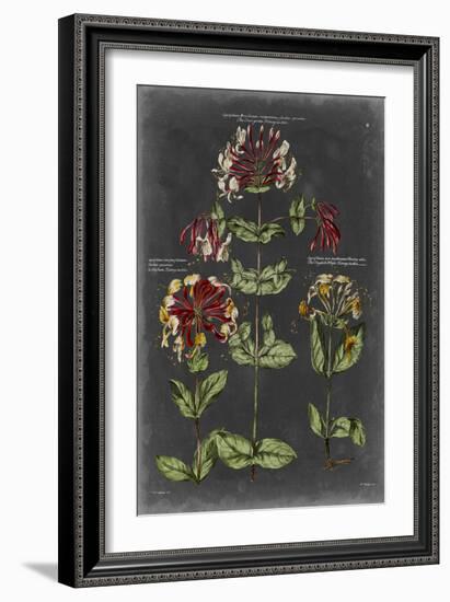 Vintage Botanical Chart I-Vision Studio-Framed Art Print