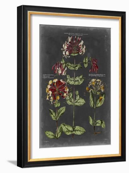 Vintage Botanical Chart I-Vision Studio-Framed Art Print