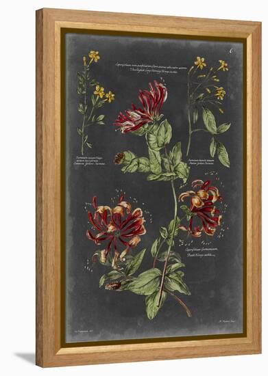 Vintage Botanical Chart II-Vision Studio-Framed Stretched Canvas