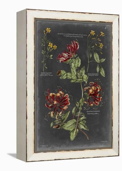 Vintage Botanical Chart II-Vision Studio-Framed Stretched Canvas