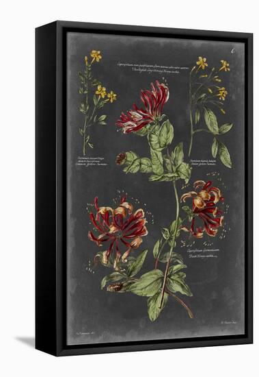 Vintage Botanical Chart II-Vision Studio-Framed Stretched Canvas