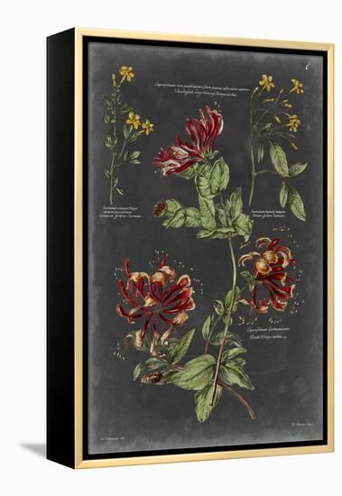 Vintage Botanical Chart II-Vision Studio-Framed Stretched Canvas