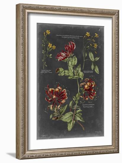 Vintage Botanical Chart II-Vision Studio-Framed Art Print