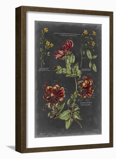 Vintage Botanical Chart II-Vision Studio-Framed Art Print