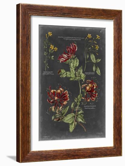 Vintage Botanical Chart II-Vision Studio-Framed Art Print