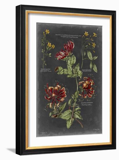 Vintage Botanical Chart II-Vision Studio-Framed Art Print