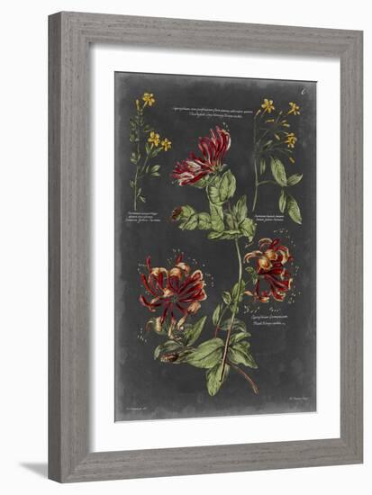 Vintage Botanical Chart II-Vision Studio-Framed Premium Giclee Print