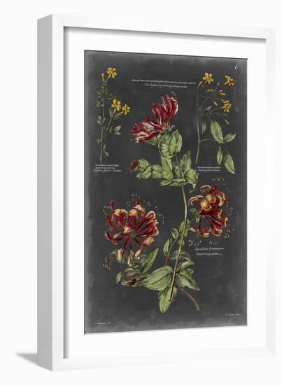 Vintage Botanical Chart II-Vision Studio-Framed Premium Giclee Print