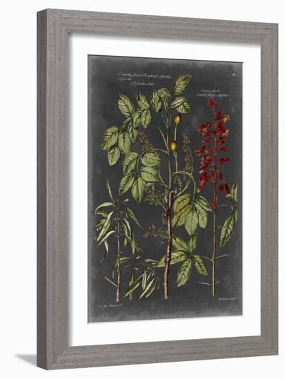 Vintage Botanical Chart III-Vision Studio-Framed Art Print