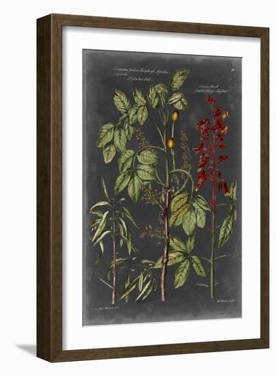 Vintage Botanical Chart III-Vision Studio-Framed Art Print