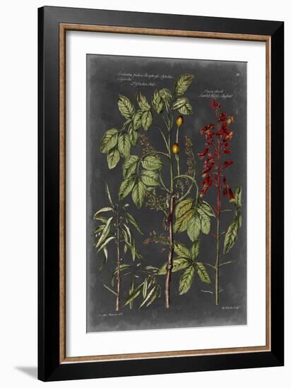 Vintage Botanical Chart III-Vision Studio-Framed Art Print