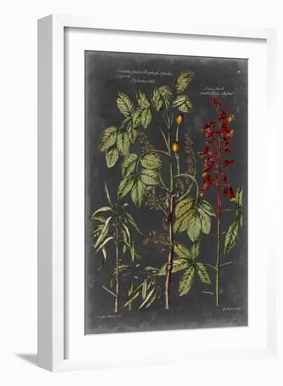 Vintage Botanical Chart III-Vision Studio-Framed Art Print