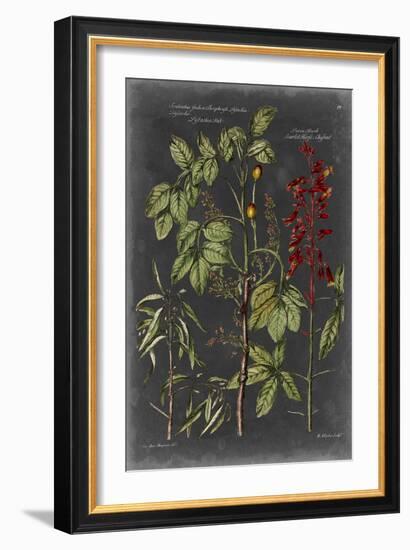 Vintage Botanical Chart III-Vision Studio-Framed Art Print