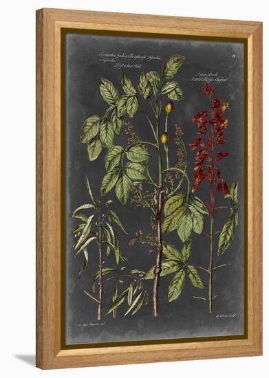 Vintage Botanical Chart III-Vision Studio-Framed Stretched Canvas