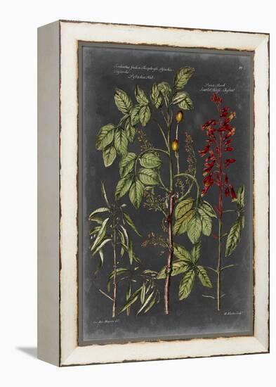 Vintage Botanical Chart III-Vision Studio-Framed Stretched Canvas