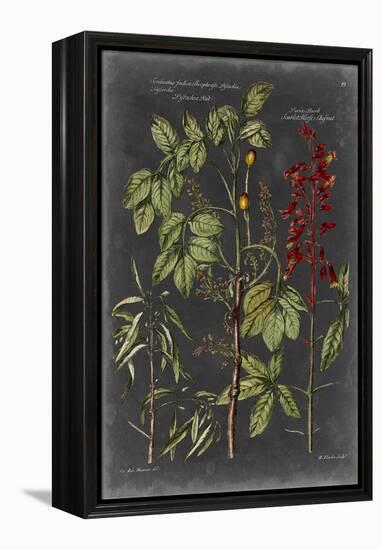 Vintage Botanical Chart III-Vision Studio-Framed Stretched Canvas