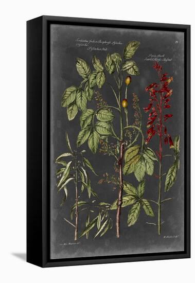 Vintage Botanical Chart III-Vision Studio-Framed Stretched Canvas