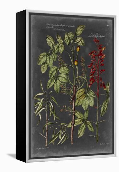 Vintage Botanical Chart III-Vision Studio-Framed Stretched Canvas