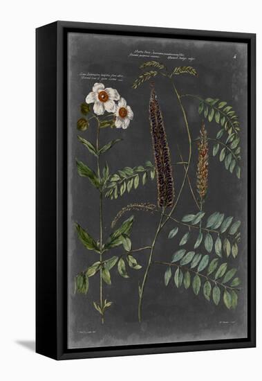 Vintage Botanical Chart V-Vision Studio-Framed Stretched Canvas