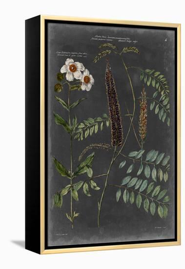 Vintage Botanical Chart V-Vision Studio-Framed Stretched Canvas