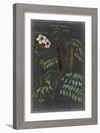Vintage Botanical Chart V-Vision Studio-Framed Art Print