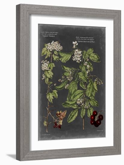 Vintage Botanical Chart VI-Vision Studio-Framed Art Print