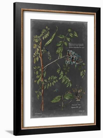 Vintage Botanical Chart VII-Vision Studio-Framed Art Print