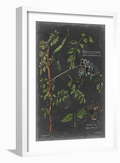 Vintage Botanical Chart VII-Vision Studio-Framed Art Print