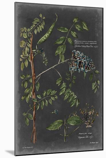 Vintage Botanical Chart VII-Vision Studio-Mounted Art Print